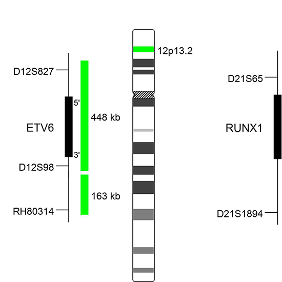 T(12;21) (p13;q22) [ETV6-RUNX1] (TEL-AML-1)
